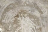 Tropical Hardwood Petrified Wood Dish - Indonesia #210596-1